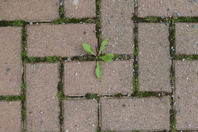 Unkraut zwischen Pflastersteinen