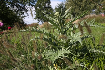 Artischocke - Cynara cardunculus