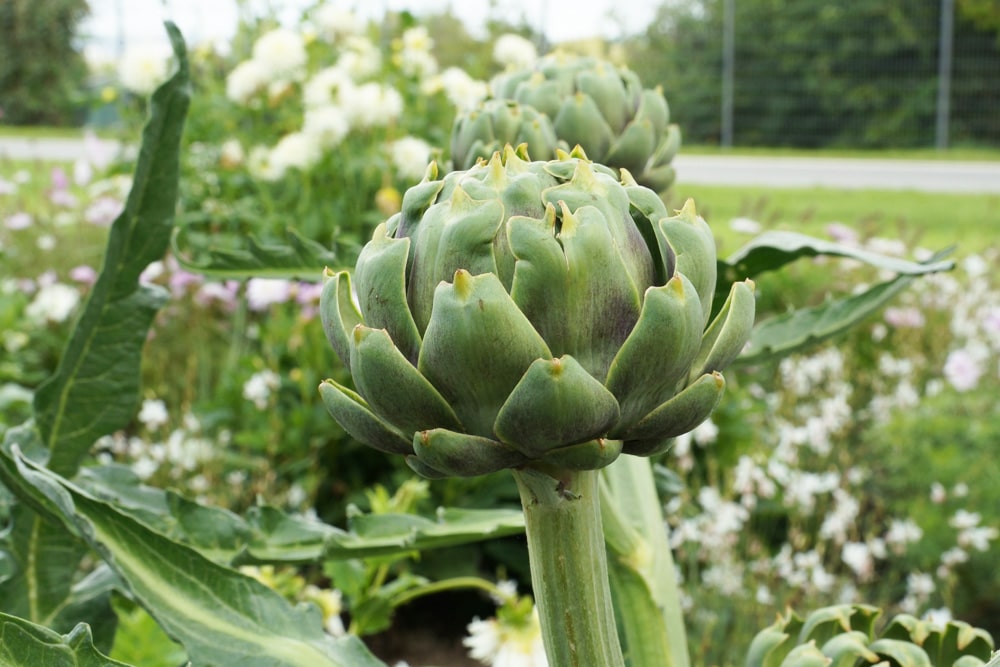 Artischocke - Cynara cardunculus