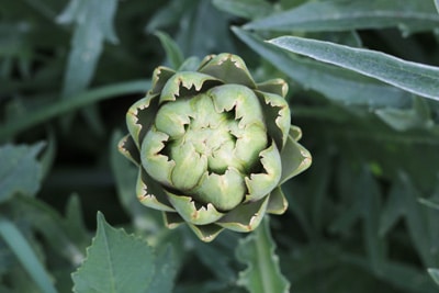 Artischocke - Cynara cardunculus