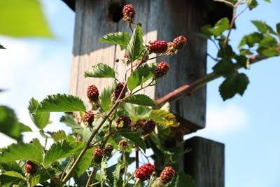 Brombeeren - Rubus