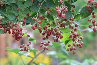 Brombeeren - Rubus