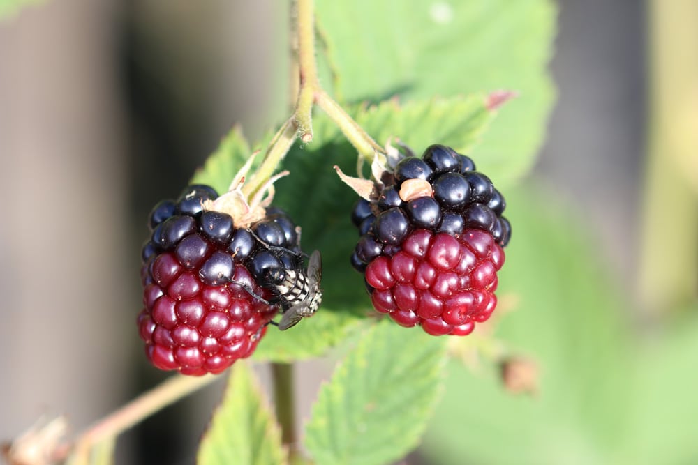 Brombeeren - Rubus