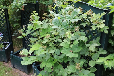 Brombeeren - Rubus