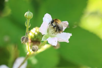 Brombeeren - Rubus