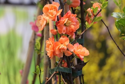 Chinesische Zierquitte - Chaenomeles speciosa 