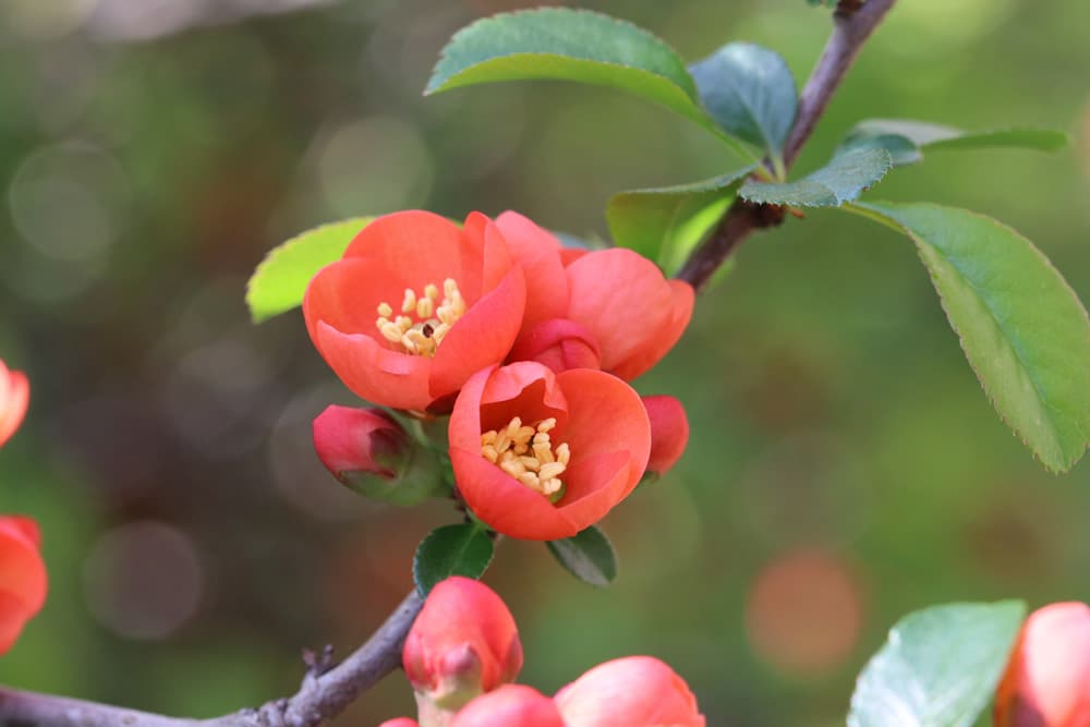 Japanische Zierquitte - Chaenomeles japonica