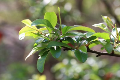 Japanische Zierquitte - Chaenomeles japonica 