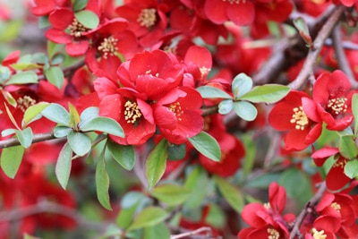 Japanische Zierquitte - Chaenomeles japonica 