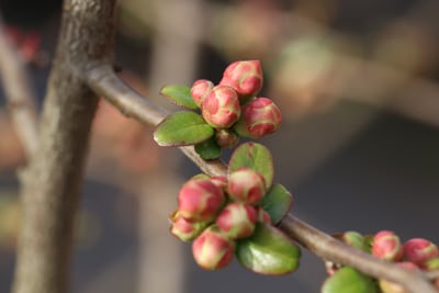 Japanische Zierquitte - Chaenomeles japonica 