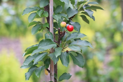 Sauerkirsche - Prunus cerasus