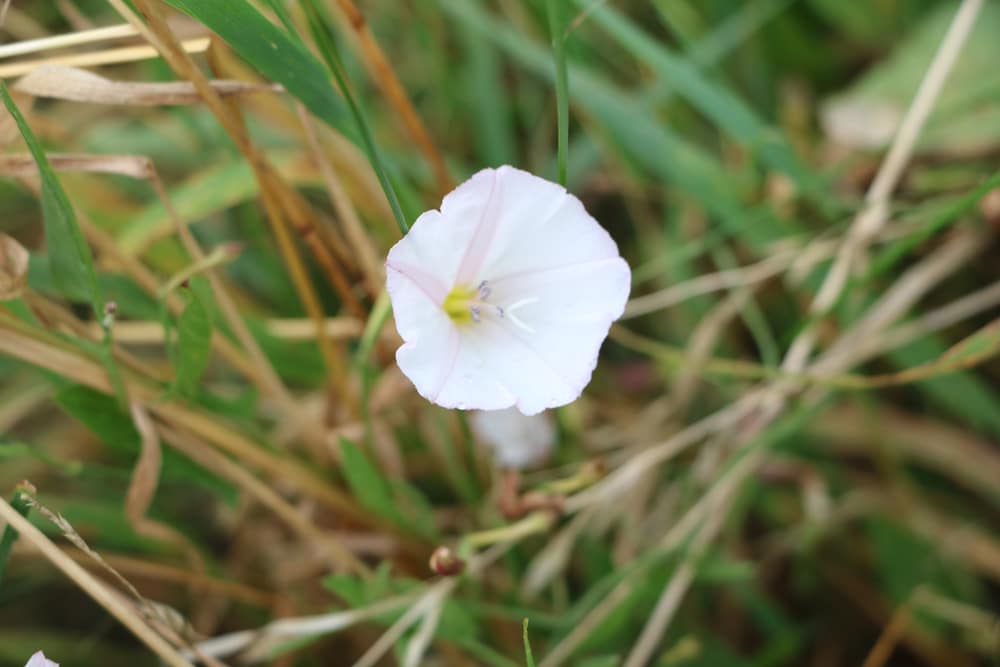 Ackerwinde - Convolvulus arvensis