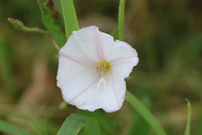 Acker-Winde - Convolvulus arvensis 