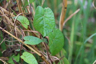 Ackerwinde - Convolvulus arvensis