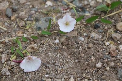 Ackerwinde - Convolvulus arvensis