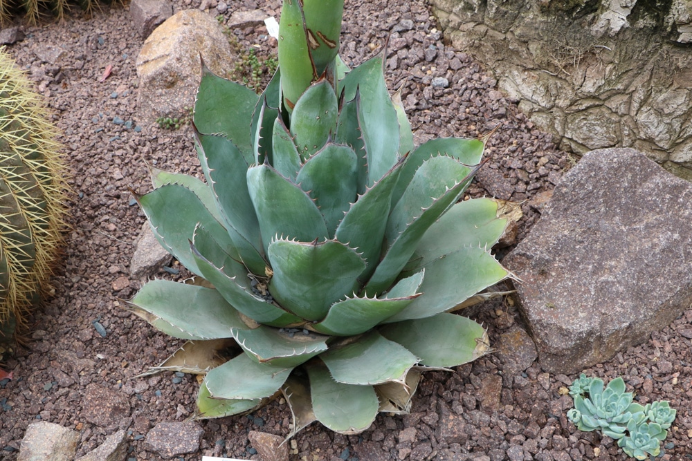 Agave