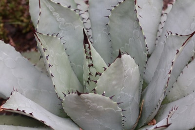 Agave parrasana