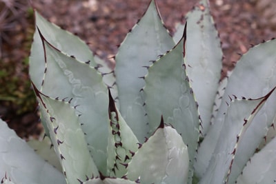 Agave parrasana