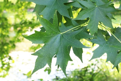 Amerikanischer Amberbaum - Liquidambar styraciflua