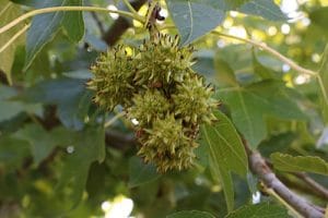 Amberbaum, Liquidambar PflegeAnleitung Gartenrat.de
