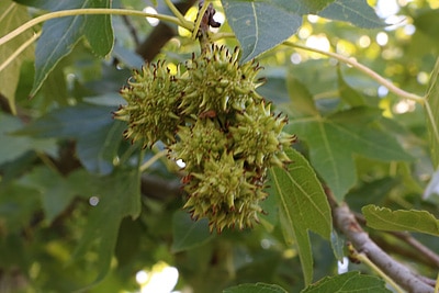 Früchte des Amberbaums