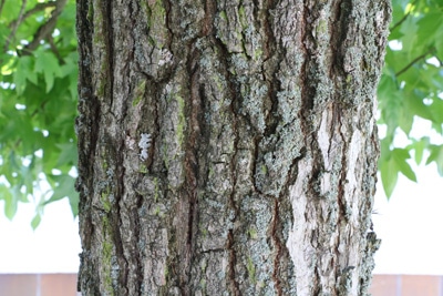 Amerikanischer Amberbaum - Liquidambar styraciflua