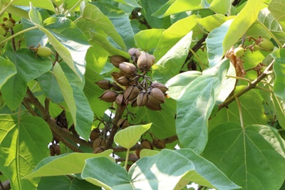 Blauglockenbaum - Paulownia tomentosa