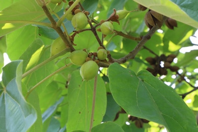 Blauglockenbaum - Paulownia tomentosa 