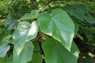 Blauglockenbaum - Paulownia tomentosa 