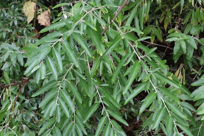 Schmalblaettrige Ölweide - Elaeagnus angustifolia