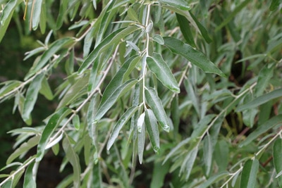 Schmalblaettrige Ölweide - Elaeagnus angustifolia 