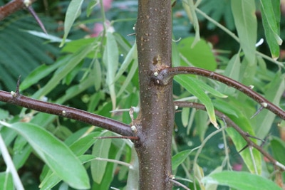 Schmalblaettrige Ölweide - Elaeagnus angustifolia 