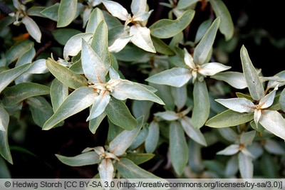 Silber-Ölweide - Elaeagnus commutata 