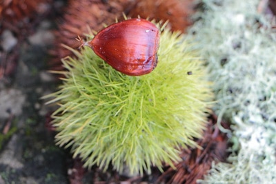 Frucht der Kastanie