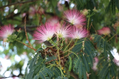 Blüten des Seidenbaums