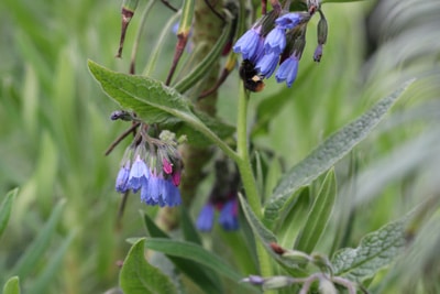 Blaublühender Beinwell - Symphytum azureum 