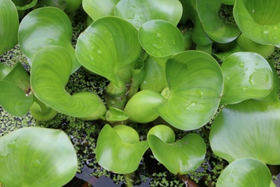 Dickstielige Wasserhyazinthe - Eichhornia crassipes