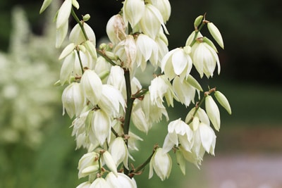 Fädige Palmlilie - Yucca filamentosa