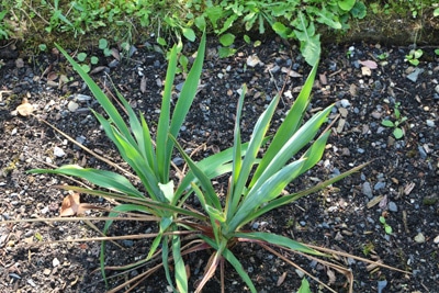 Fädige Palmlilie - Yucca filamentosa