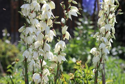 Fädige Palmlilie - Yucca filamentosa