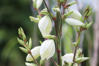 Fädige Palmlilie - Yucca filamentosa