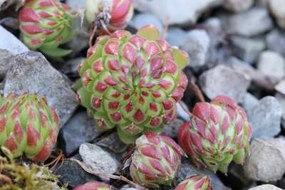 Fransenhauswurz - Sempervivum globiferum