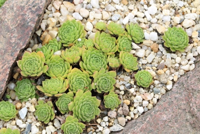 Großblütiger Hauswurz - Sempervivum grandiflorum 