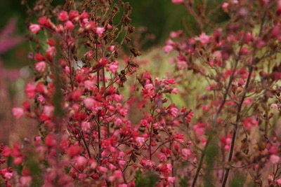 Purpurglöckchen - Heuchera