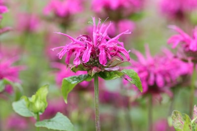 Indianernessel - Monarda didyma