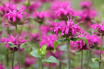 Indianernessel - Monarda didyma