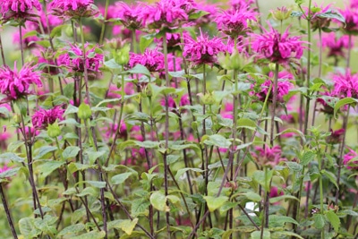 Indianernessel - Monarda didyma