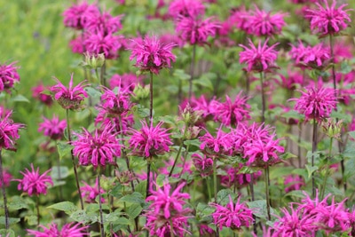 Indianernessel - Monarda didyma