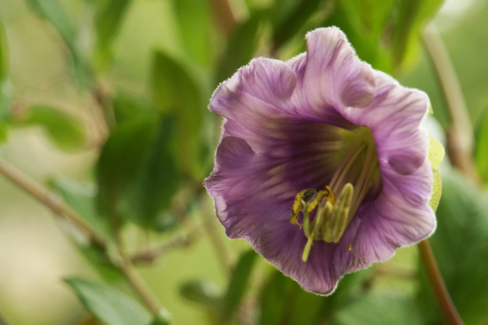 Glockenrebe - Cobaea scandens