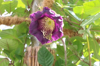 Glockenrebe - Cobaea scandens